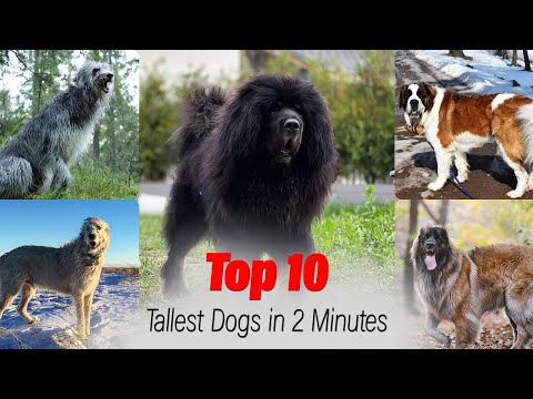 Giant Paws: Ranking the Top 10 Tallest Dogs in 2 Minutes | 10 Tallest Dogs Around the Globe in 2024