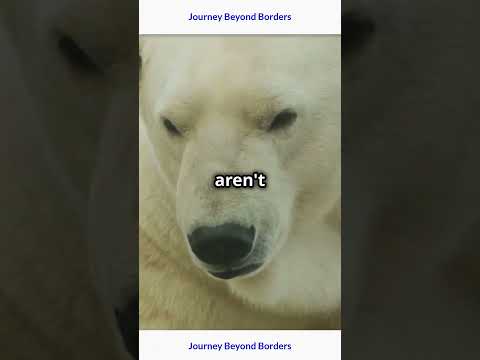 Amazing Polar Bears: Arctic Giants Explained in 1 Minute