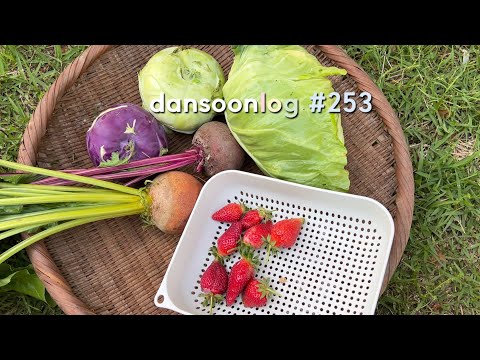 Spring rural life in Korea vlog 253) Harvest in May