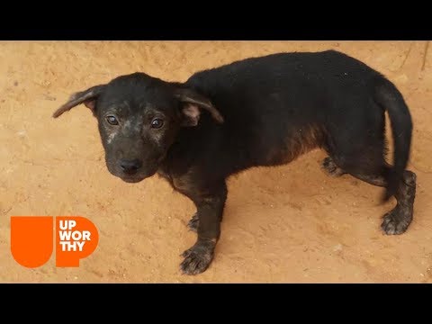 Where Shelters Find Stray Animals | A Rescue Dog's Journey (Part 3)