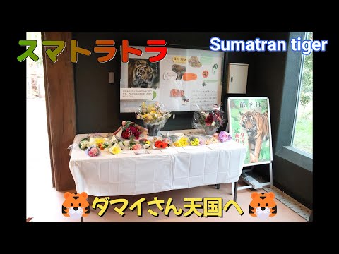 スマトラトラ　🐯ダマイさん天国へ🐯（東山動植物園）Sumatran tiger（Higashiyama Zoo and Botanical Garden in Nagoya city Japan）