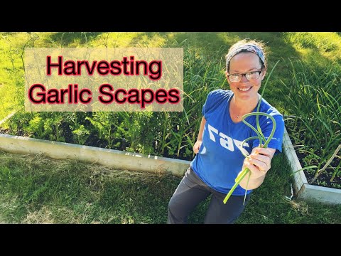 How to Harvest Garlic Scapes and What are They? | PNW Zone 8b