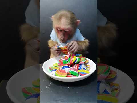 Funny Monkey Moments #shorts