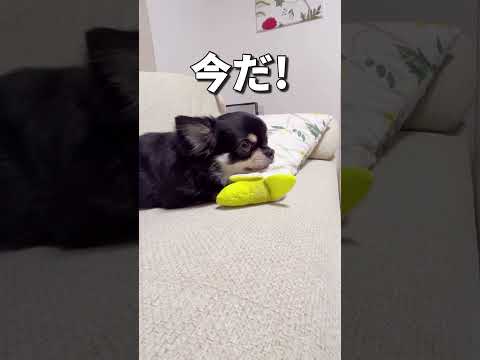 お気に入りは死守です！#shorts ＃チワワ#chihuahua #dog#pets#cutedogs ＃funny