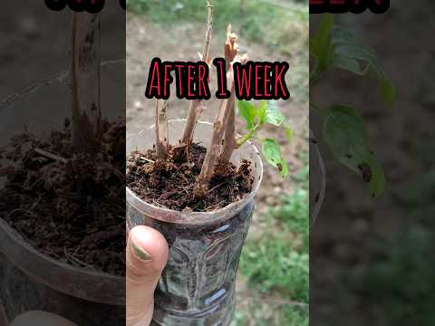 Bougainvillea cuttings after 1 week #garden #ideas