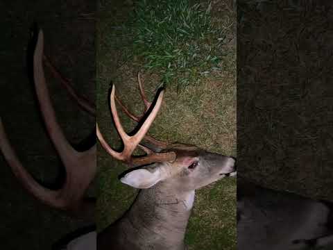 Buck down! [bowhunting is awesome] | N1 Outdoors #hunting #bowhunting #archery