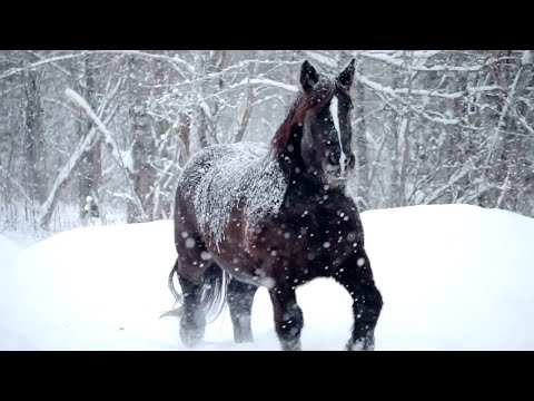 Beautiful Relaxing  Music, Peaceful Soothing Piano Music, "Snowy Winter Pines" by Tim Janis