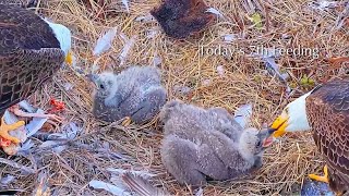 #201🦅Captiva Eagle Nest／Clive💗Connie／Window To Wildlife／Captiva Eagle Cam | 4K PTZ | Connie & Clive