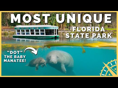 🐢🐟 Baby Manatee "Dot" & Glass Bottom Boats: Exploring Silver Springs State Park!