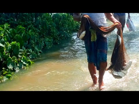 Most Popular Cast Net Fishing in Village | Net Fishing With Beautiful Natural video #fishing #fish