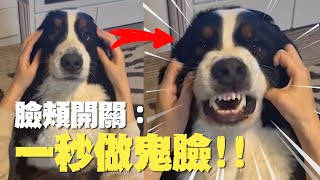 伯恩山犬「萌臉變猙獰」開關　搓搓臉頰→齜牙做鬼臉 Dog Makes Funny Faces When His Cheeks Get Rubbed｜寵物動物｜精選影片