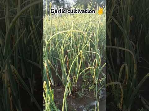 Garlic Farming New Status Video Gokul Sharma#song#sanwariyaseth 🌹