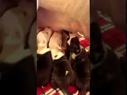 One Week Old Pitbull Puppies Breastfeeding