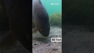 Clever Fish Love fish #sbtech #fishing #fish #fishvideo #viralvideos #shortsvideo