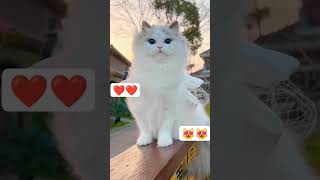 #love#cats#white#subscribe#share#loveandsupport#😻😻😻😻