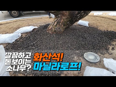 깔끔하고 돋보이는 소나무? 화산석과 마닐라로프 가능합니다 / Decorate the pine flowerbeds beautifully