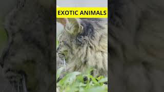 Exotic Animals