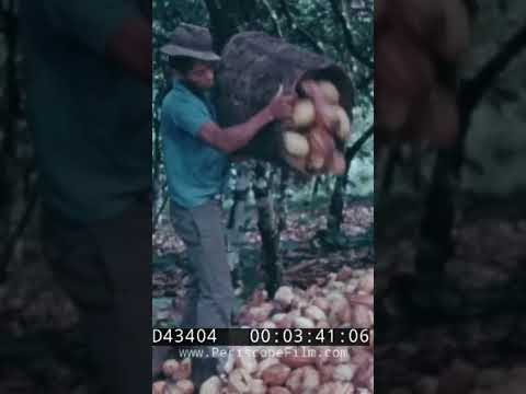 The extraction of cocoa beans #chocolate