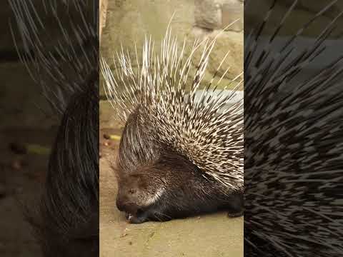 world of porcupines  #Porcupines #Wildlife #Nature