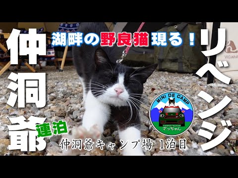 北海道キャンプ！仲洞爺キャンプ場で猫と連泊キャンプ！ 洞爺湖畔の野良猫現る！1泊目