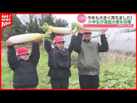 【4.5キロの大物も!】上天草市湯島の子どもたちが島の特産・湯島大根を収穫