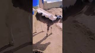 Cow Baby #jsmountainlife #viralvideo #mountainvillagelife