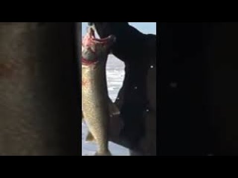 Catching a huge fish #shorts #icefishing #bigfish