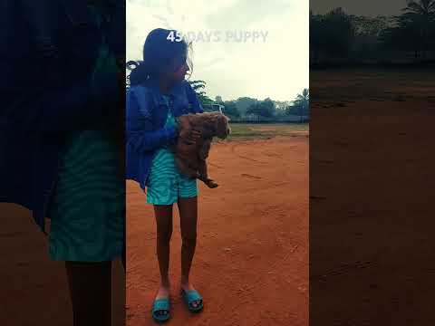 cute 45 Days old Puppy #shorts