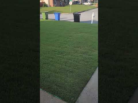 #green #grass #shortsvideo #shortsyoutube #shorts #reels #reelsvideo #greenthumb #landscape #yard