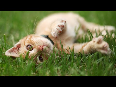 Sleepy Kitten Song!Calm Down Your Hyper Kitten with Relaxing Sleep Music for Kittens(purring sound)