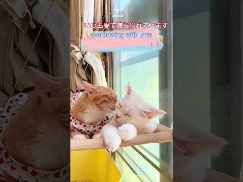 いつも愛で満ち溢れている猫たちWe overflowing with love of cats#可愛い茶トラメス猫家族瞬間動画#orange femalecat’s familylife shorts