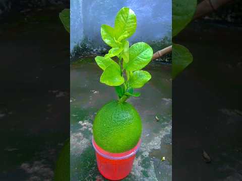 Amazing skill propagation lemon tree from fruit #shorts #viral #propagate