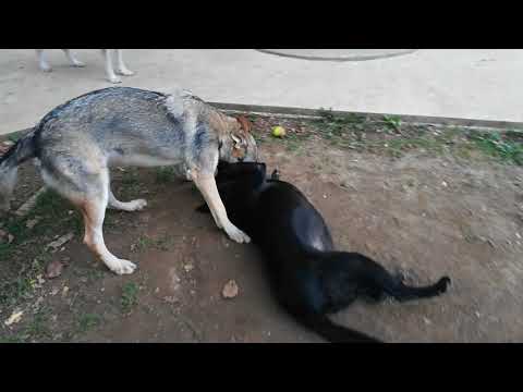 Czechoslovakian Wolfdog "APOLÓNIA Ozvena hôr" vs Labrador "Kiki" (Round 2)