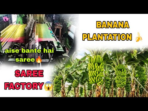 AISE BANTE HAI SAREE - SAREE FACTORY || BANANA PLANTATION IN WEST BENGAL ||