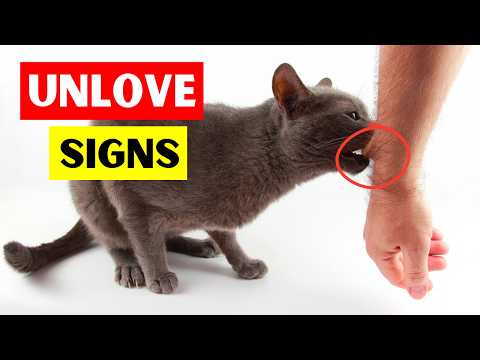 7 Signs Your CAT doesn't LOVE You (Watch this If You Think They Do)