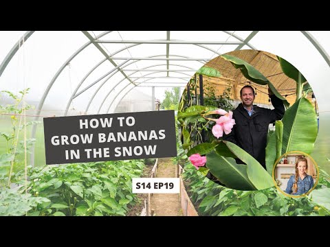 S14 E19: How to Grow Bananas in the Snow