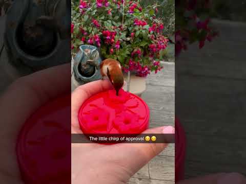 Bird feeding #shorts #hummingbird #birdfeeding#birdfeeder #birdfarm #wildlife#wildbirds #goodmorning