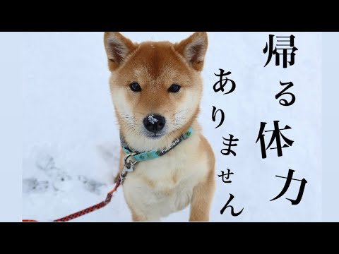 雪遊びで疲れすぎた豆柴の子犬