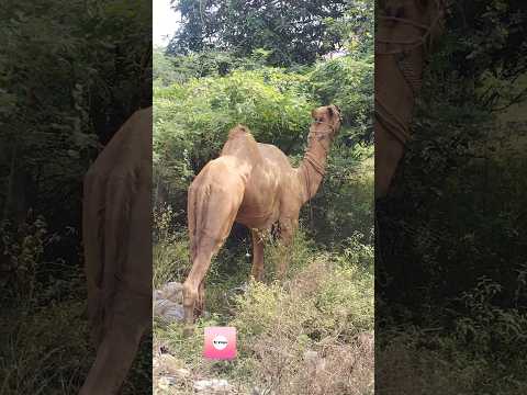 #funnyshorts # ஒட்டகங்கள் மேய்ச்சல் காட்சி#camel #trendingshorts #trendingreels