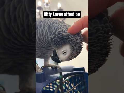 Kitty loves attention #africangray #birds #shorts