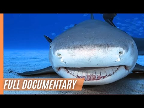 Ocean Secrets Mystical and Breathtaking Underwater Worlds | Full Documentary