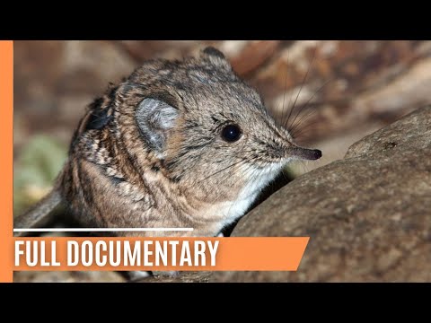 Eurasian Water Shrew - The Tiny Predator | Full Documentary