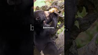 Sun Bear: Nature's Little Clown #shortsviral #animalwonder #bear