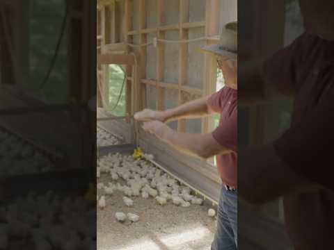 Joel Salatin demonstrates the nipple waterers in Polyface Farm’s chick brooders #pasturedpoultry