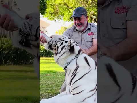 WHITE TIGER🤯 Thank goodness I have this bottle of milk to keep him distracted😅