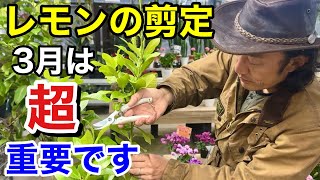 【お急ぎください】今剪定しないとレモンが収穫できなくなります　　　　　　　【カーメン君】【園芸】【ガーデニング】【初心者】