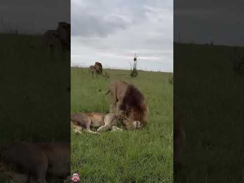 #lion #safari #wildlife #animals #wildanimals #lions #bigcats #leones #tigerlion #cutecat