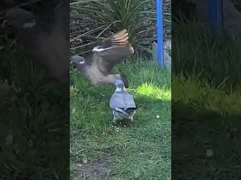 Birds 🦅 attacked each others 🕊️🕊️🦅😱😱