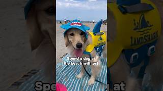 Doggy Beach Day! 🐶 #dogshorts #goldenretriever #goldenretrieverpuppy #puppy #puppies #dogs