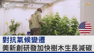 對抗氣候變遷 美新創研發加快樹木生長減碳｜FOCUS午間新聞 20220802